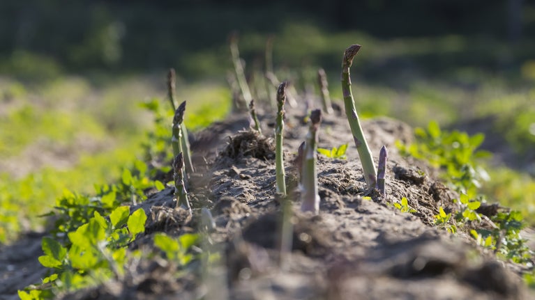 Asparagus in field